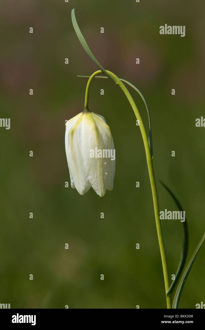 Bianco fritillary Snakeshead.Fritillaria meleagris fotografato in Gloustershire Aprile 2010 Foto Stock
