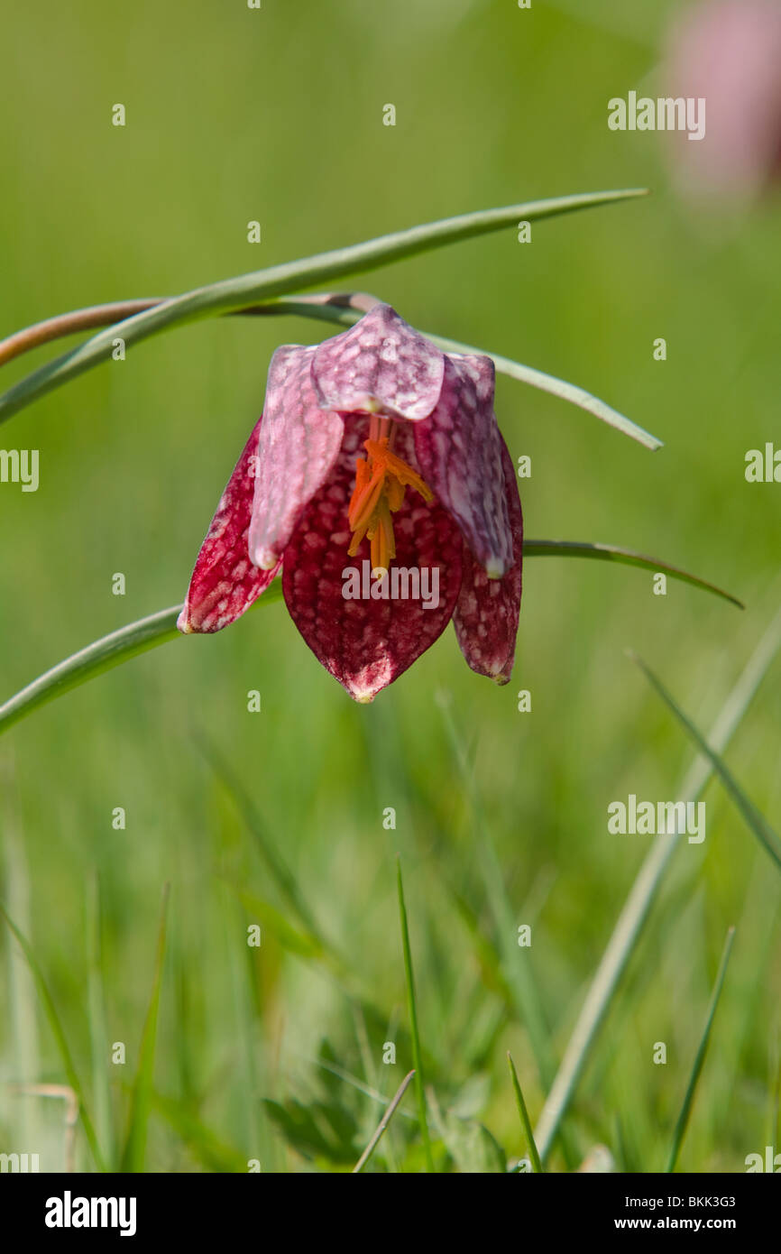 Close up viola flowerhead Snakeshead fritlliary Foto Stock