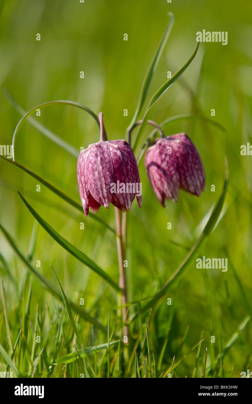 Doppia testa ; ;viola con testa testa di serpenti fritillary Foto Stock