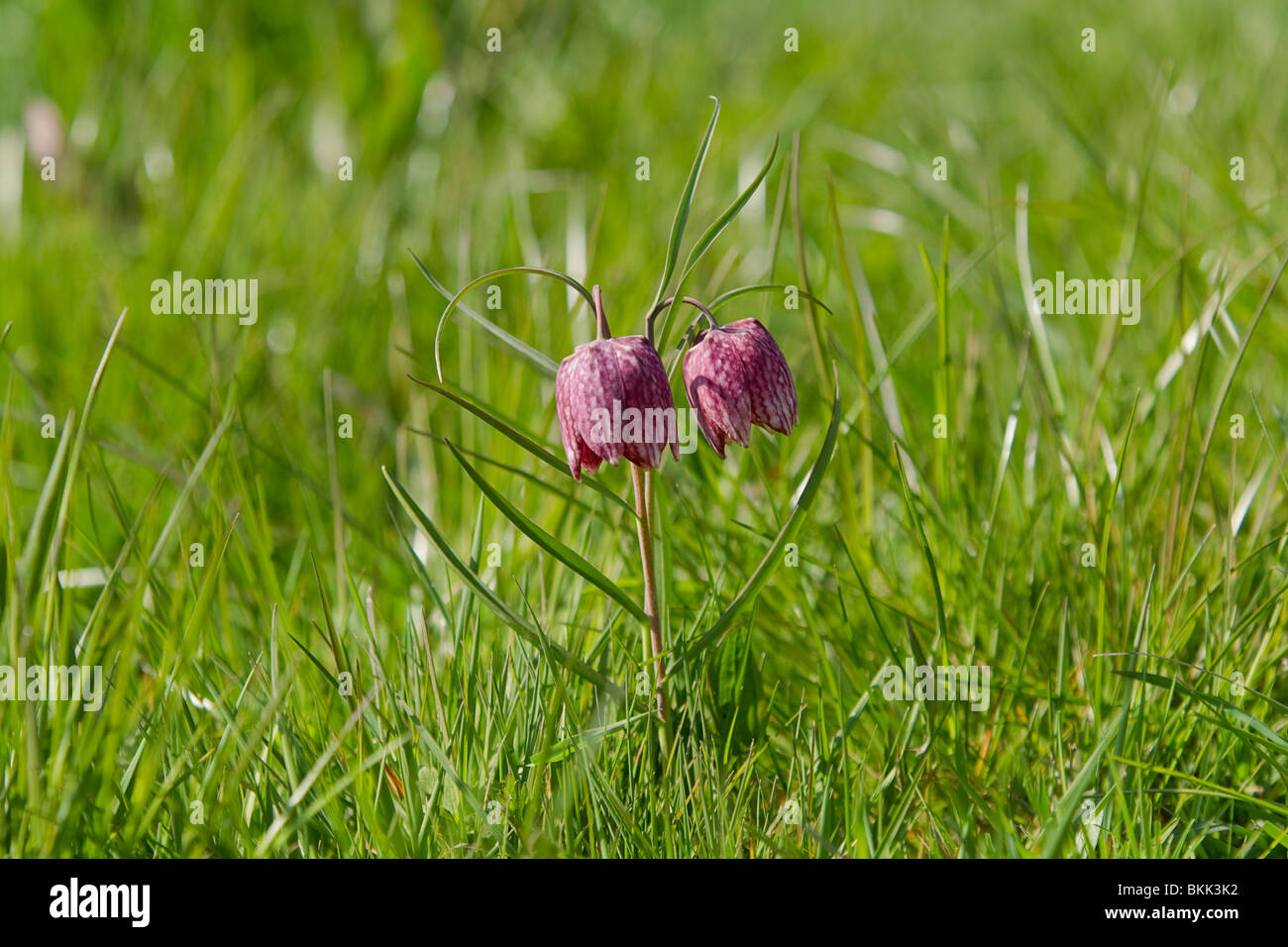 2 VIOLA LE TESTE DEI FIORI Snakeshead friillary.Fritillaria meleagris fotografato in Gloustershire landscvape view Foto Stock