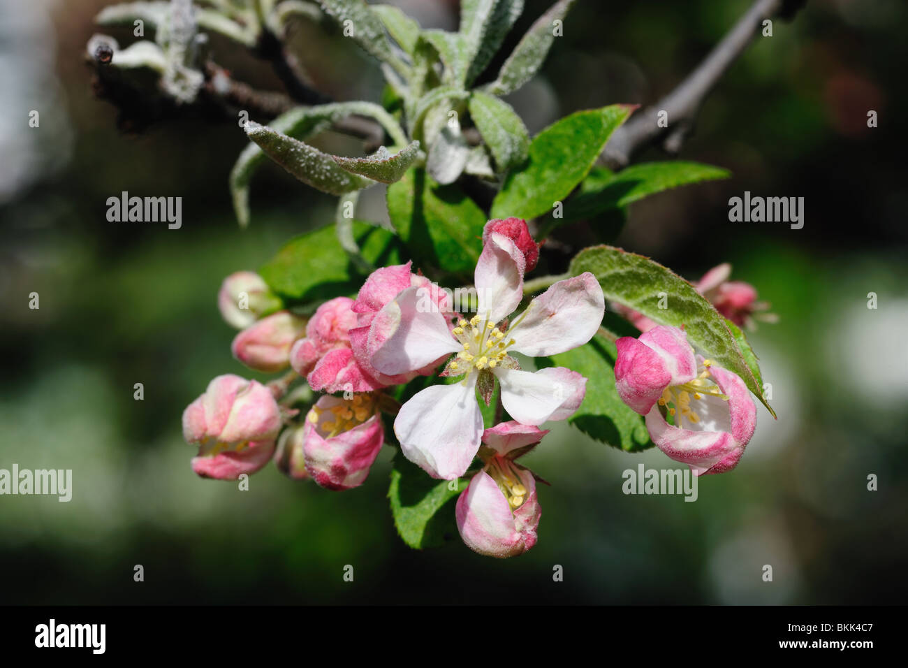 Pink apple blossom closeup Foto Stock