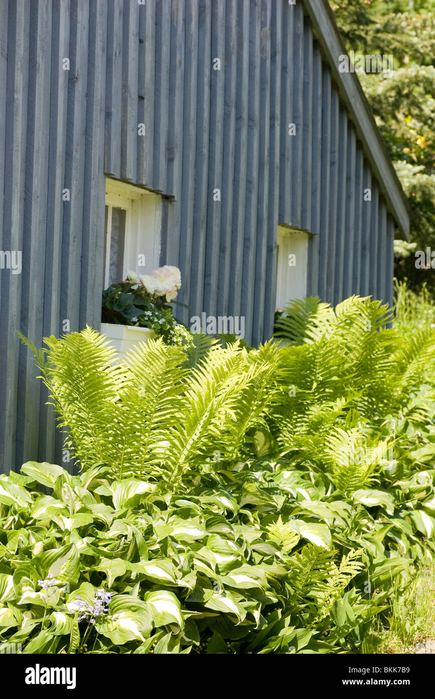 Un mazzetto di felci e hosta sopraffare un giardino, con l'angolo di un vecchio cottage dietro. La penisola di Bruce, in Ontario, Canada Foto Stock