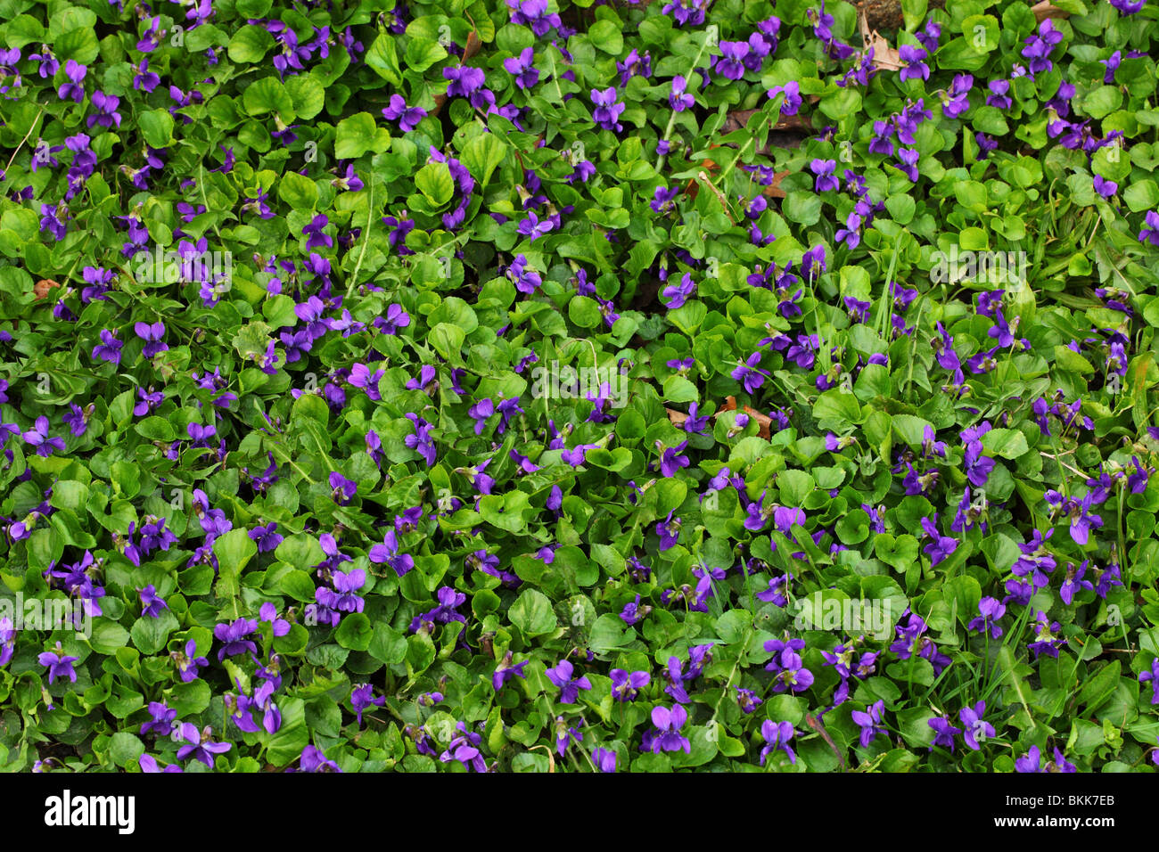 Fiori Viola Viola odorata close up Foto Stock