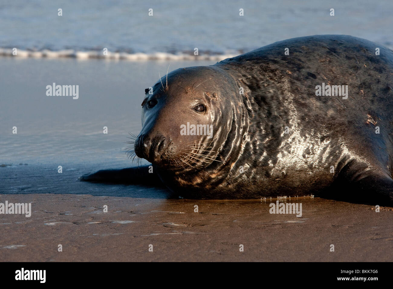 Close up ; grigio; Tenuta; Halichoerus grypus;Donna Nook Foto Stock