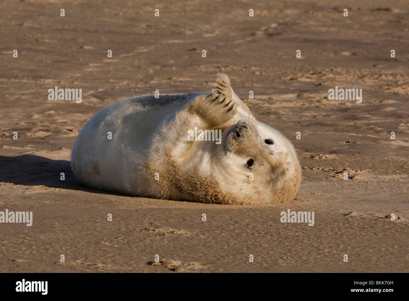 Atlanitc GUARNIZIONE GRIGIO PUP all'alba Donna Nook Foto Stock