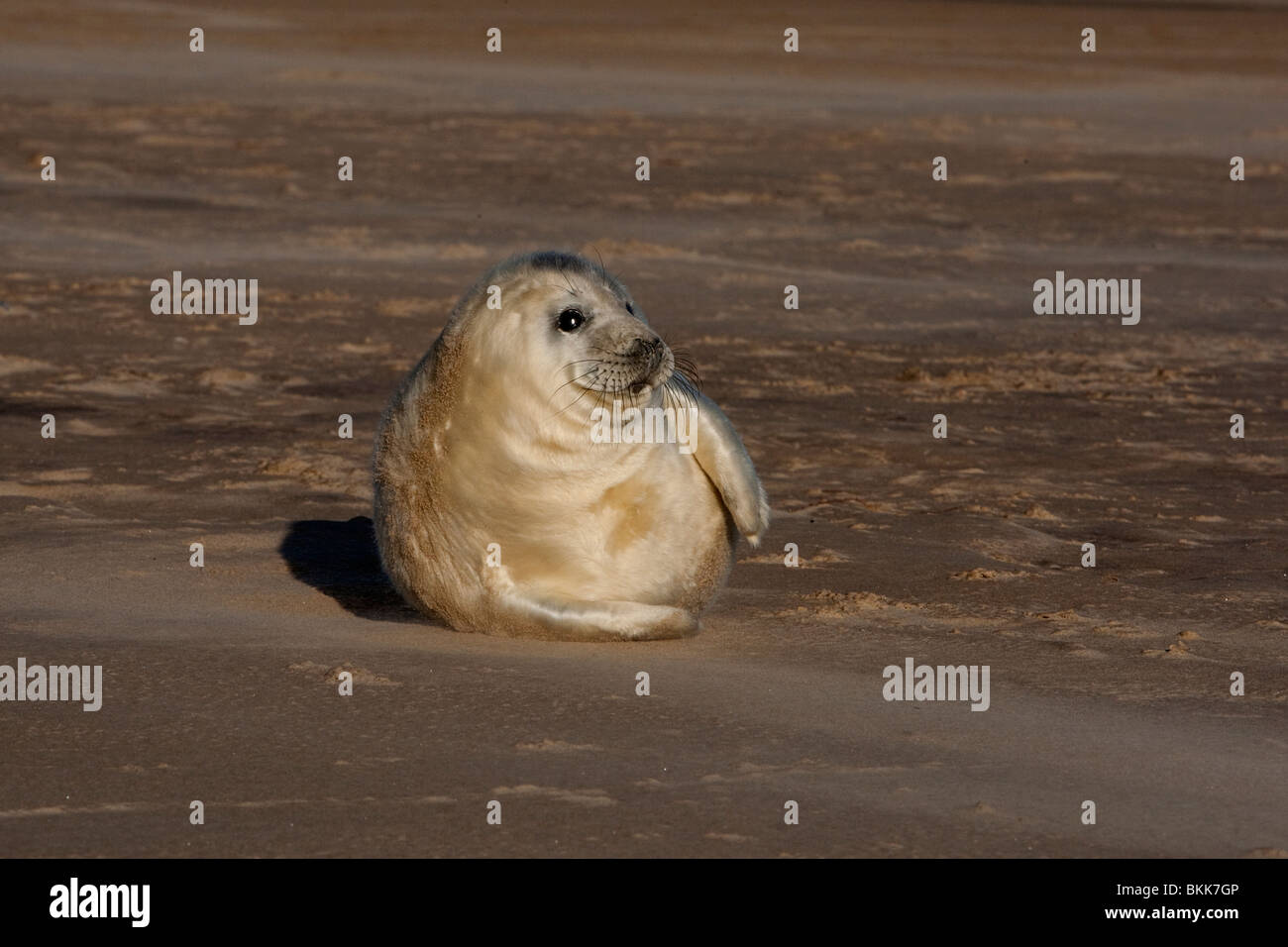 Atlanitc GUARNIZIONE GRIGIO PUP all'alba Donna Nook Foto Stock