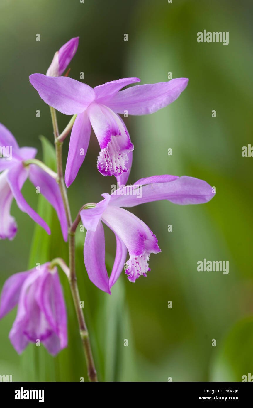 Massa cinese Orchidea (Bletilla striata), fiori. Foto Stock