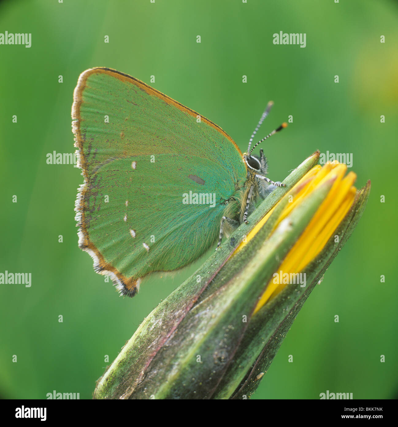 Verde (Hairstreak Callophrys rubi), a farfalla su un germoglio di fiore. Foto Stock