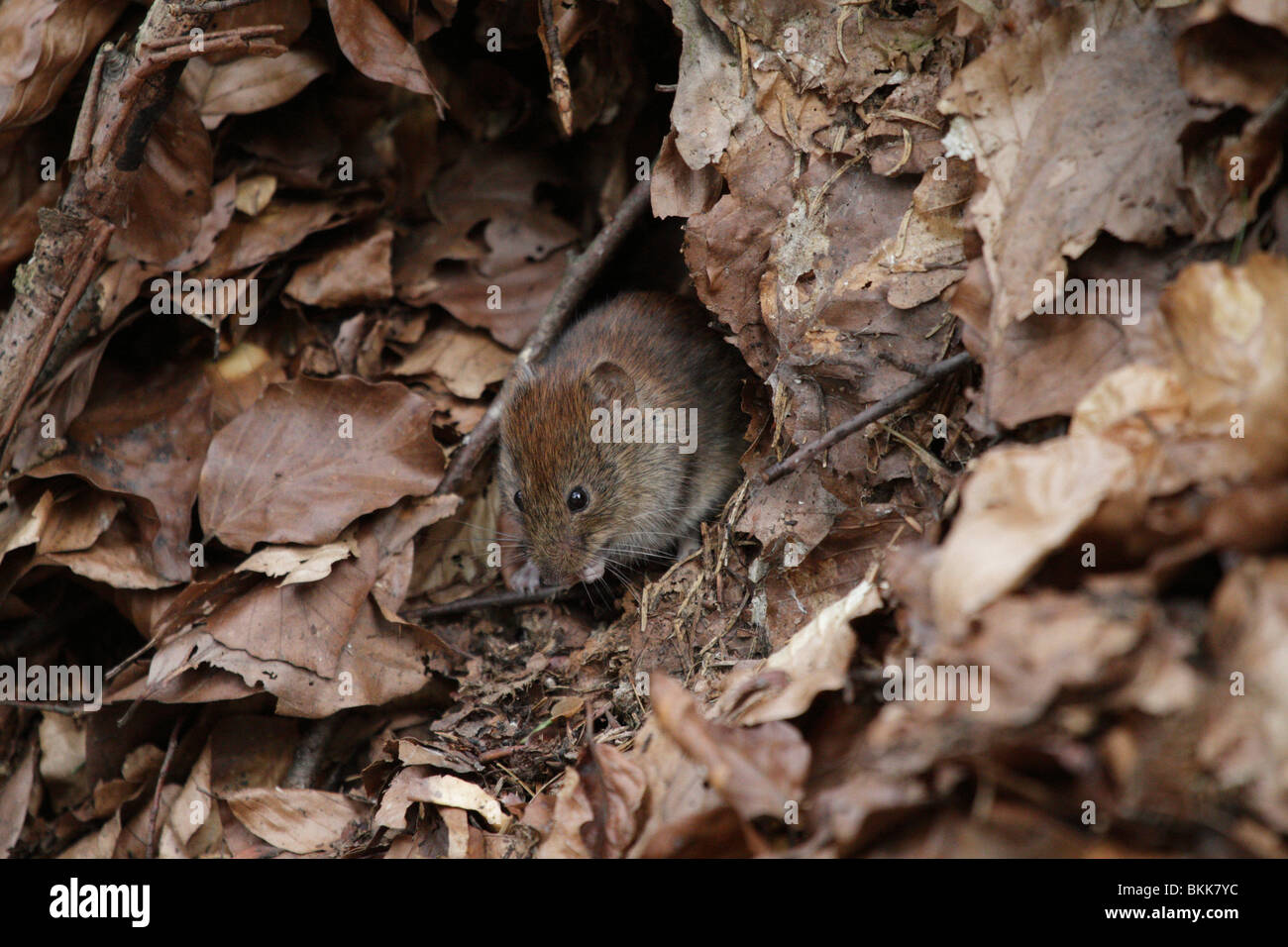 Bank vole mouse (Myodes glareolus) nel suo habitat naturale. Essi sono (abbastanza carino) vettori per i virus Hanta. Foto Stock