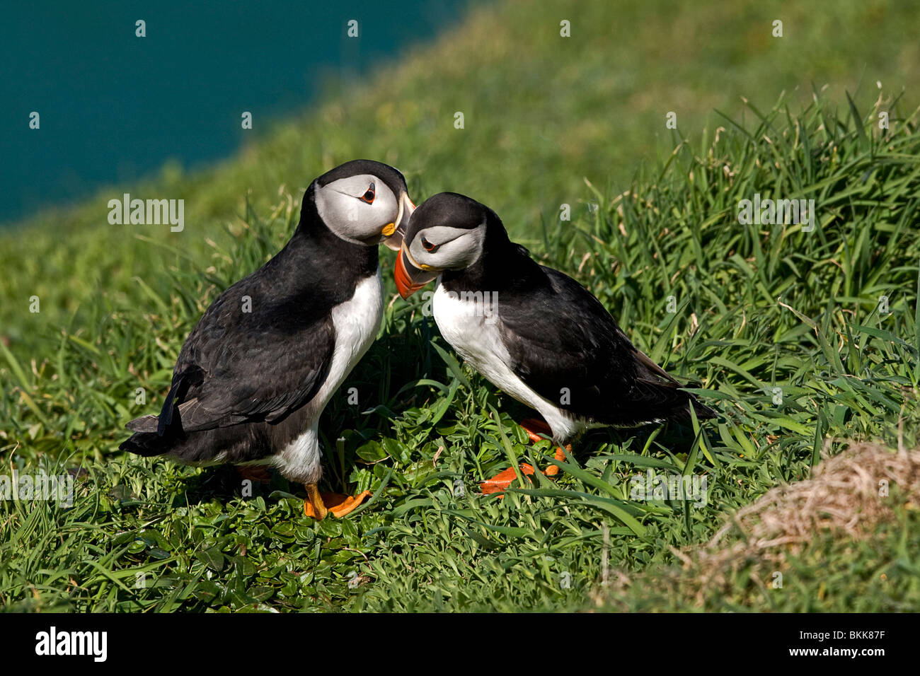 Due Atlantic i puffini su Isalnd Skomer Foto Stock