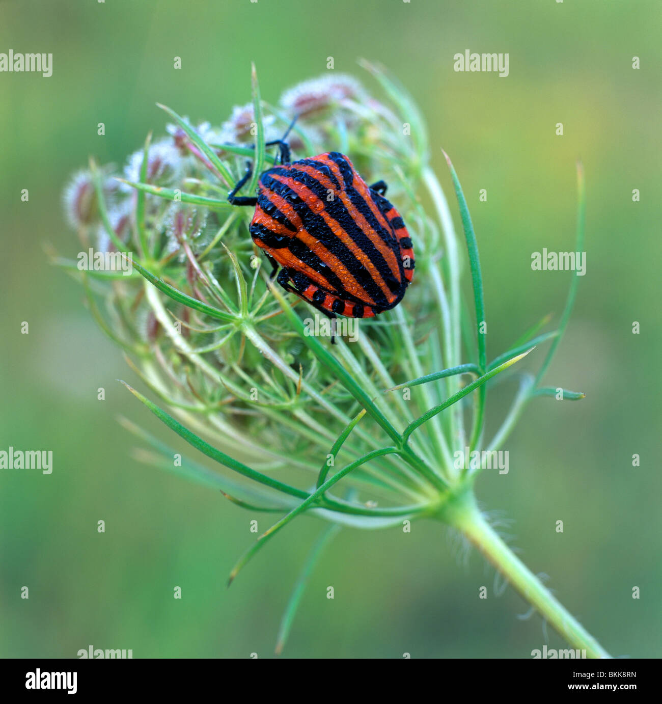 Scudo striato Bug (Graphosoma lineatum) su un'infiorescenza. Foto Stock
