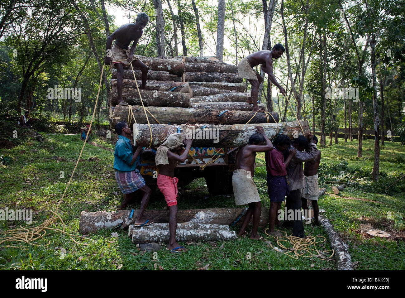 Piantagione raccolta ad albero nella foresta in Kerala, stato indi Foto Stock