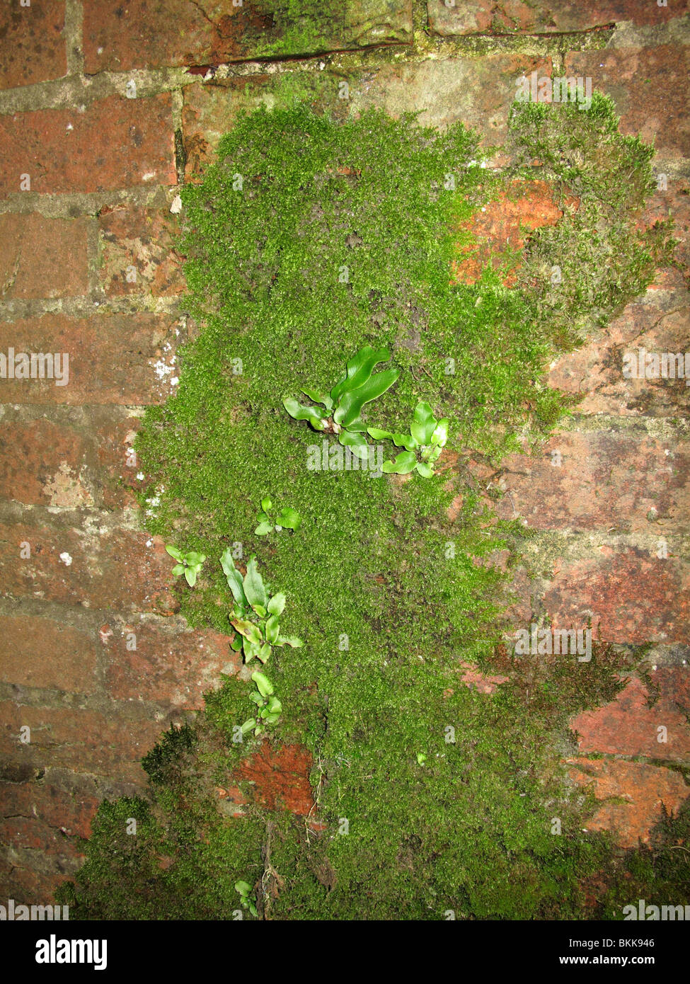 Moss e Hart-linguetta fern (Phyllitis scolopendrium) ogrowing sulla parete umida Foto Stock