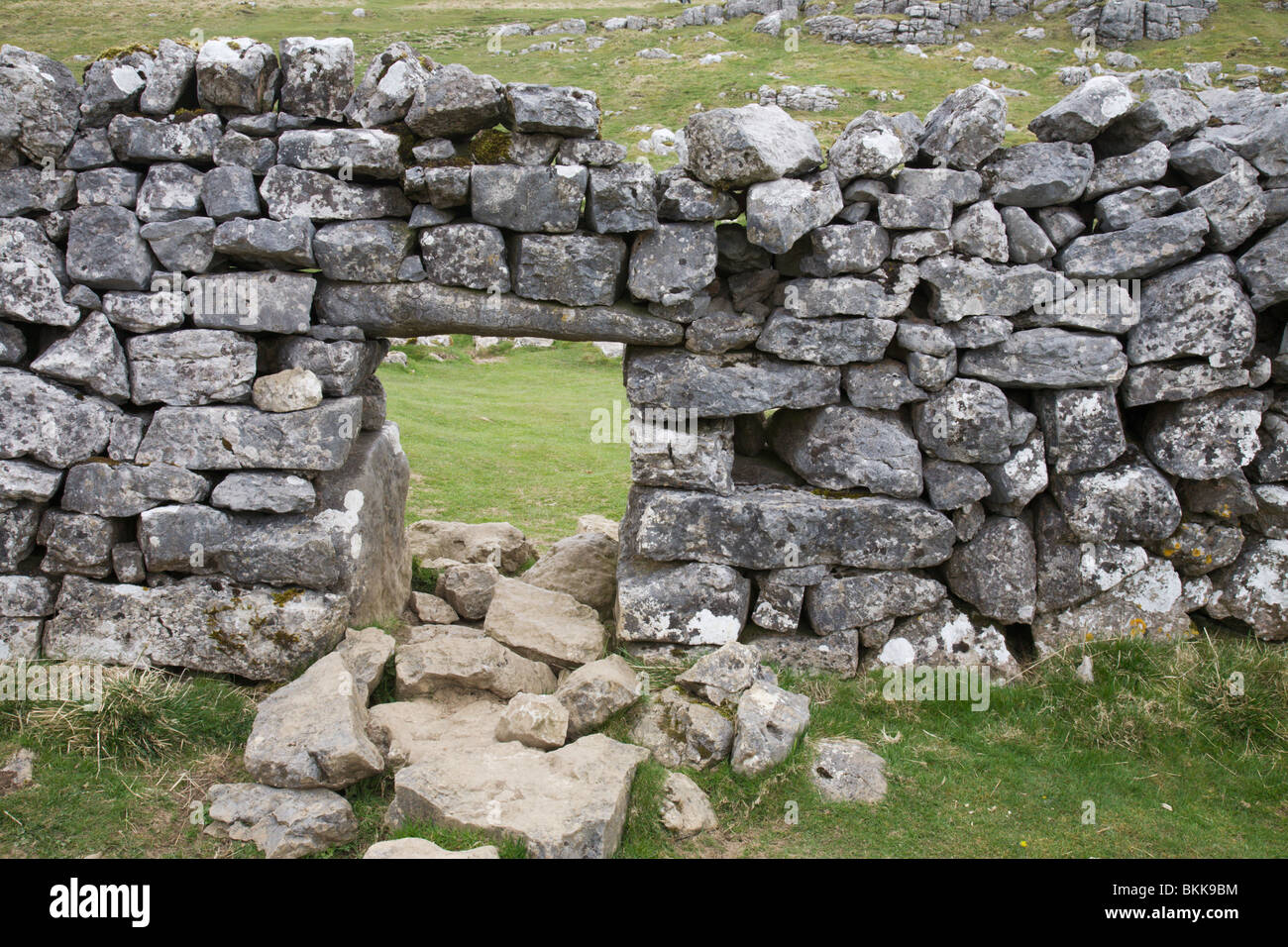 Una pecora foro passante attraverso una parete di stalattite, Yorkshire Dales, Inghilterra, Regno Unito. Foto Stock