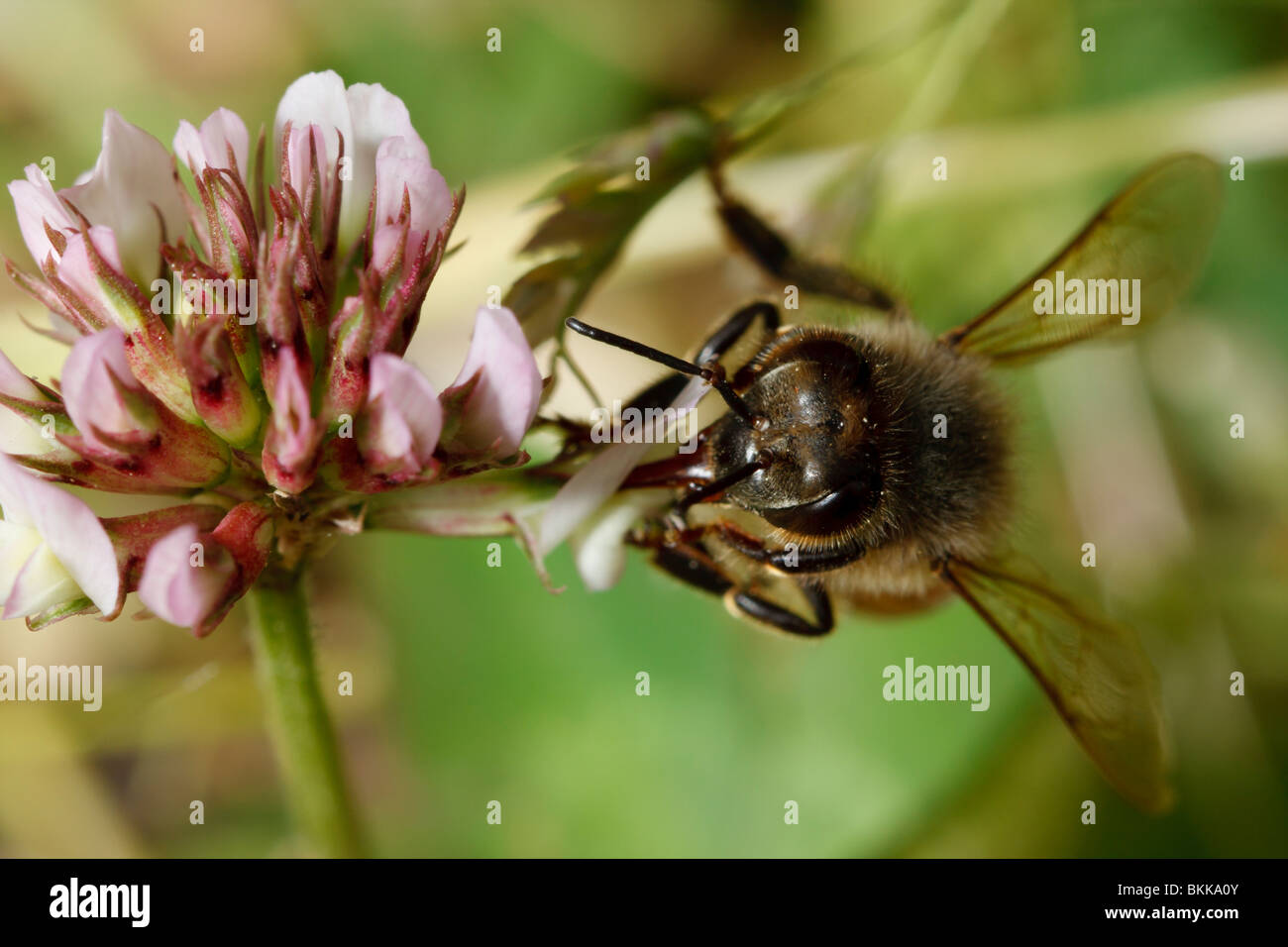 Un miele delle api beve il nettare da un fiore di trifoglio. Foto Stock