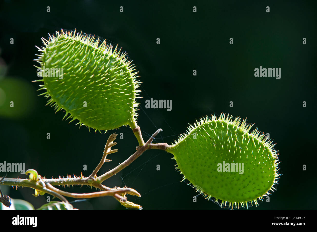 Niccurbean Caesalpinia bonduc. Everglades, Florida, Stati Uniti d'America. Capsule di seme anche chiamato Nicker grigio. Foto Stock