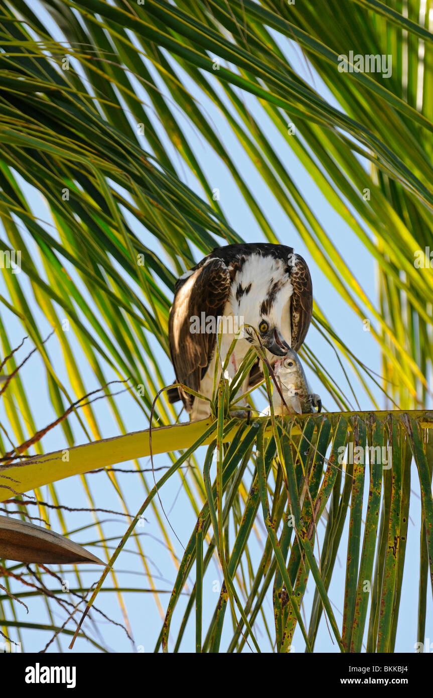 Osprey: Pandion haliaetus. Everglades, Florida, Stati Uniti d'America. L'alimentazione sui pesci Foto Stock