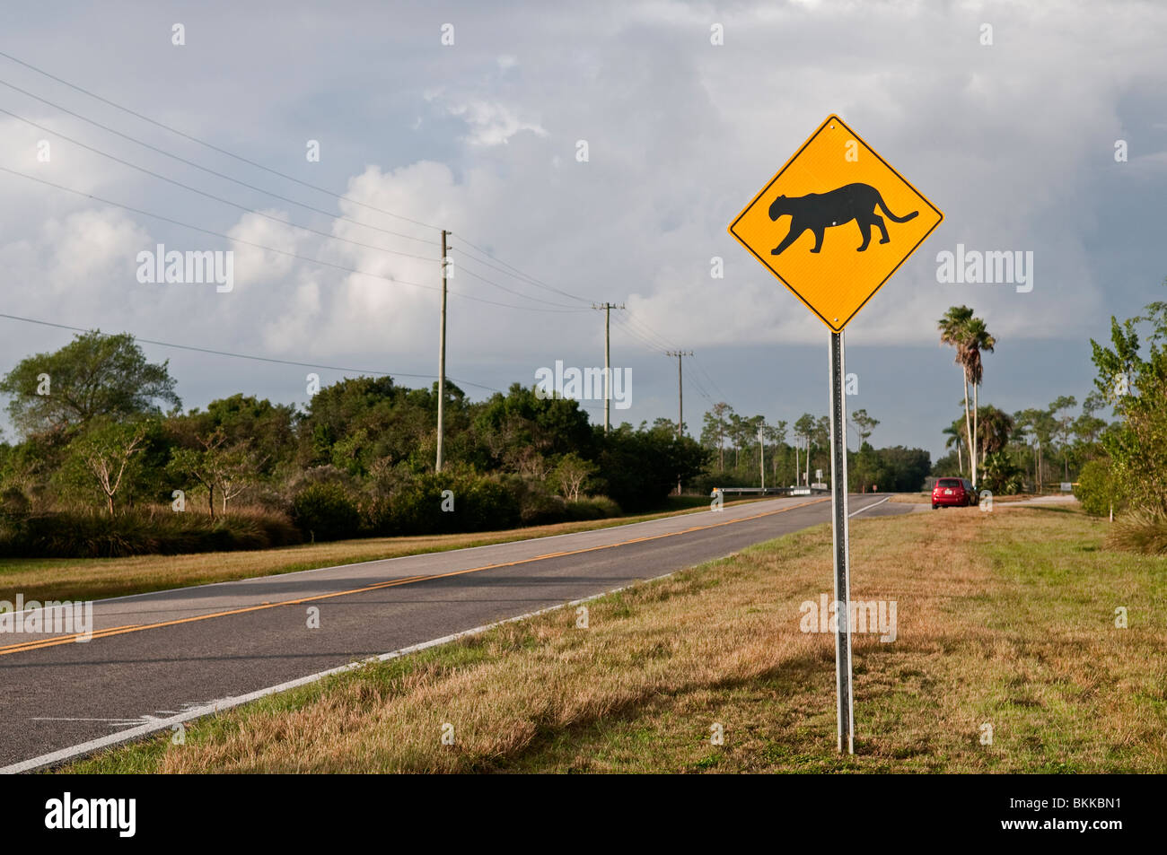 Panther crossing segno, Everglades, Florida, Stati Uniti d'America (Puma: Puma concolor) Foto Stock