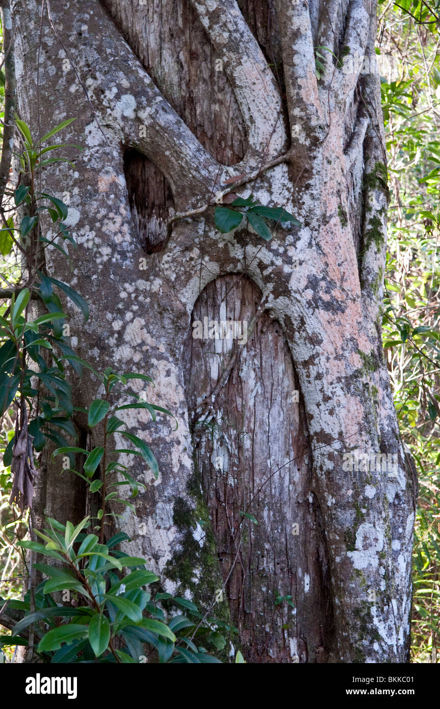 Strangler Fig: Ficus aurea. Cavatappi santuario di palude, Florida, Stati Uniti d'America Foto Stock