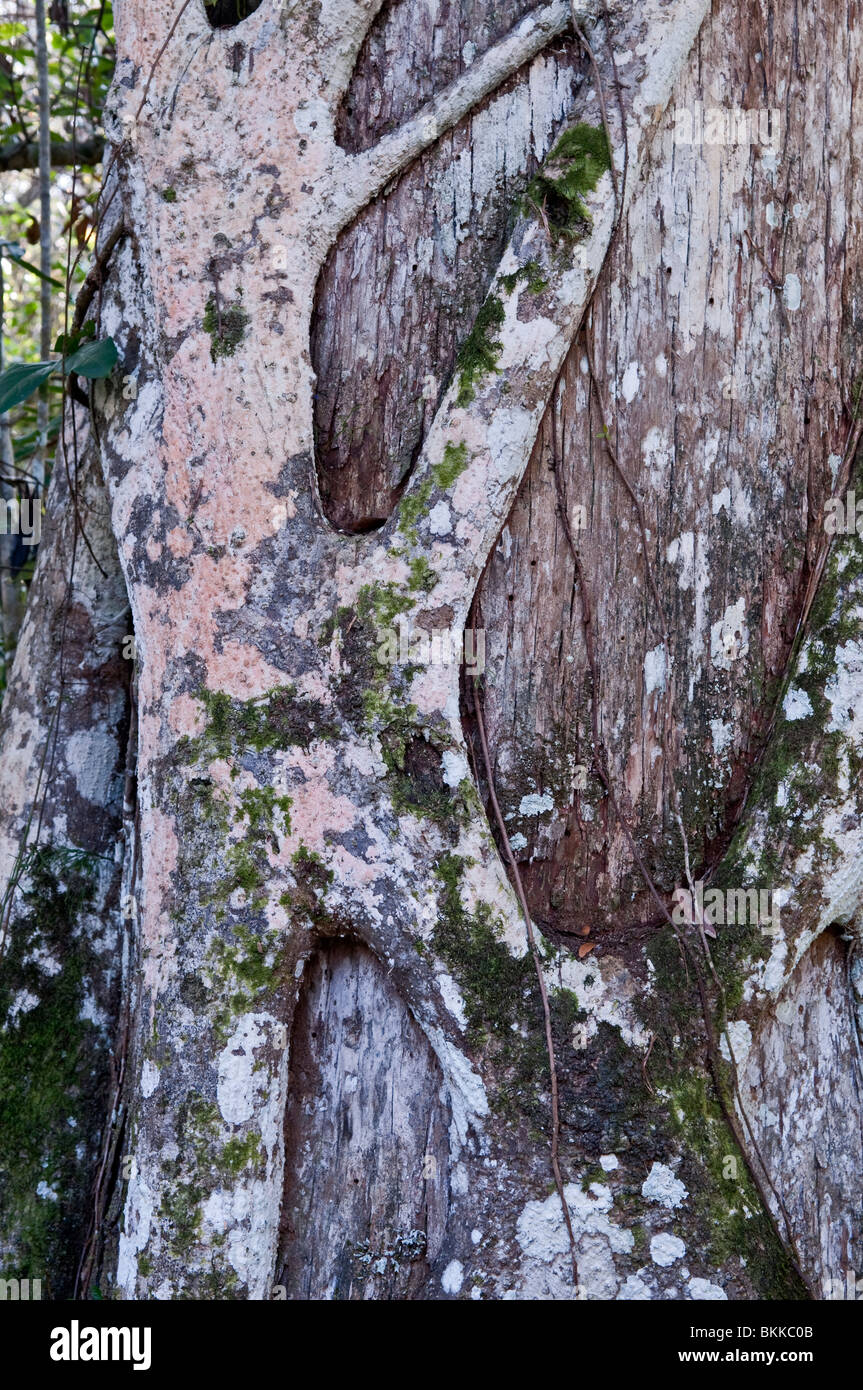 Strangler Fig: Ficus aurea. Cavatappi santuario di palude, Florida, Stati Uniti d'America Foto Stock