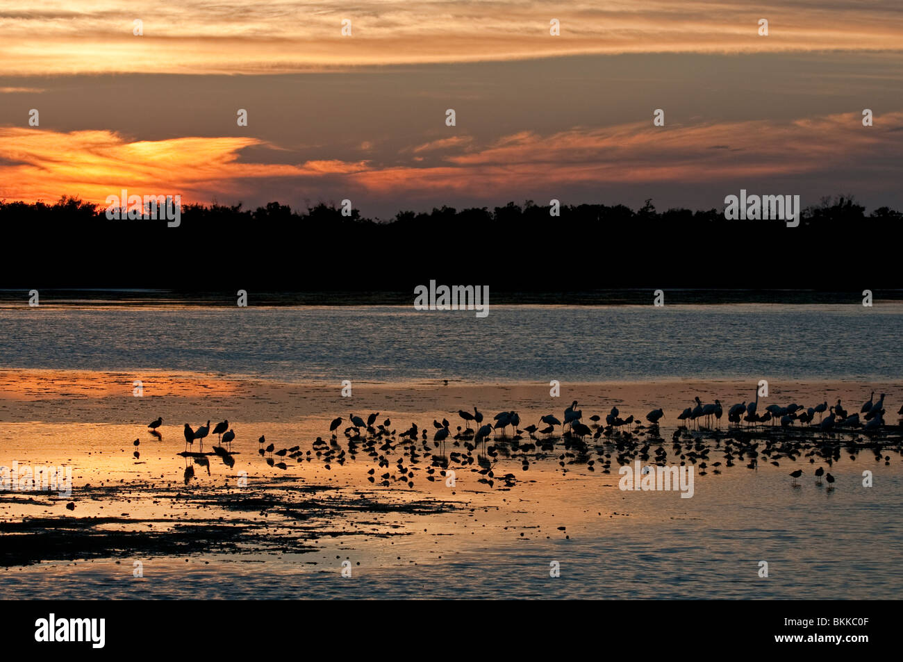 Il tramonto. Ding Darling Riserva Naturale, Sanibel Island, Florida, Stati Uniti d'America. Nota i trampolieri Foto Stock