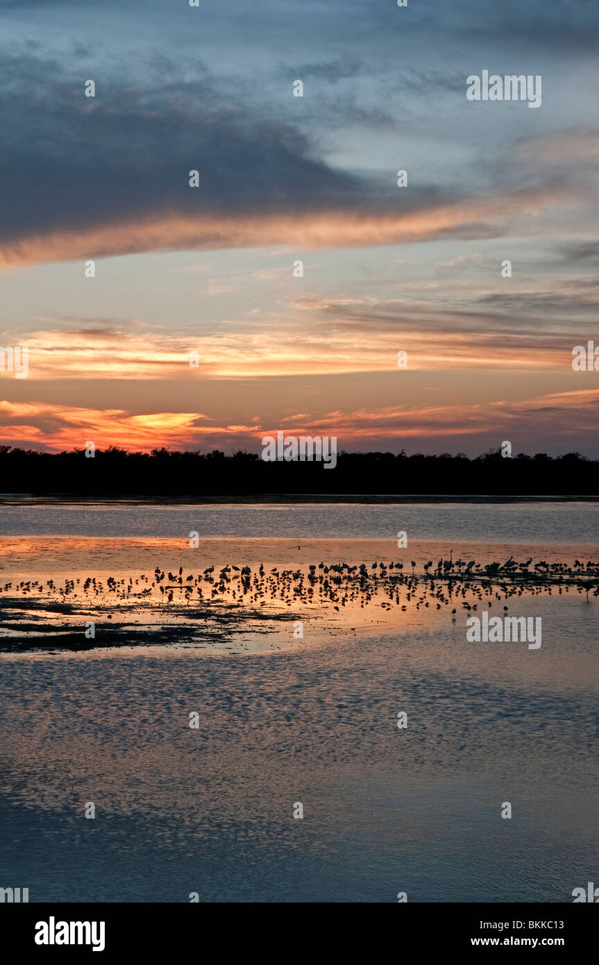 Il tramonto. Ding Darling Riserva Naturale, Sanibel Island, Florida, Stati Uniti d'America. Nota i trampolieri Foto Stock