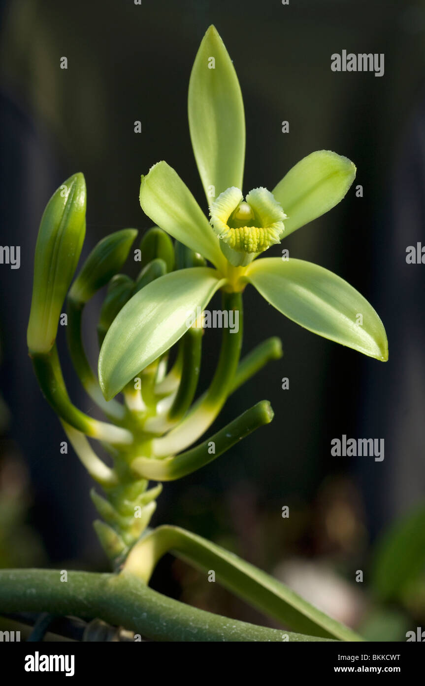 La vaniglia (Vanilla planifolia), fiore. Foto Stock