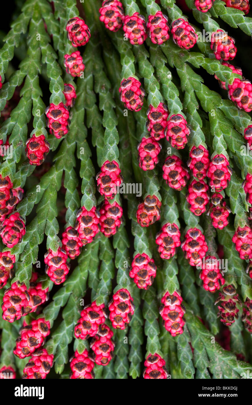 Cono rosso gemme su conifera albero / boccola Foto Stock