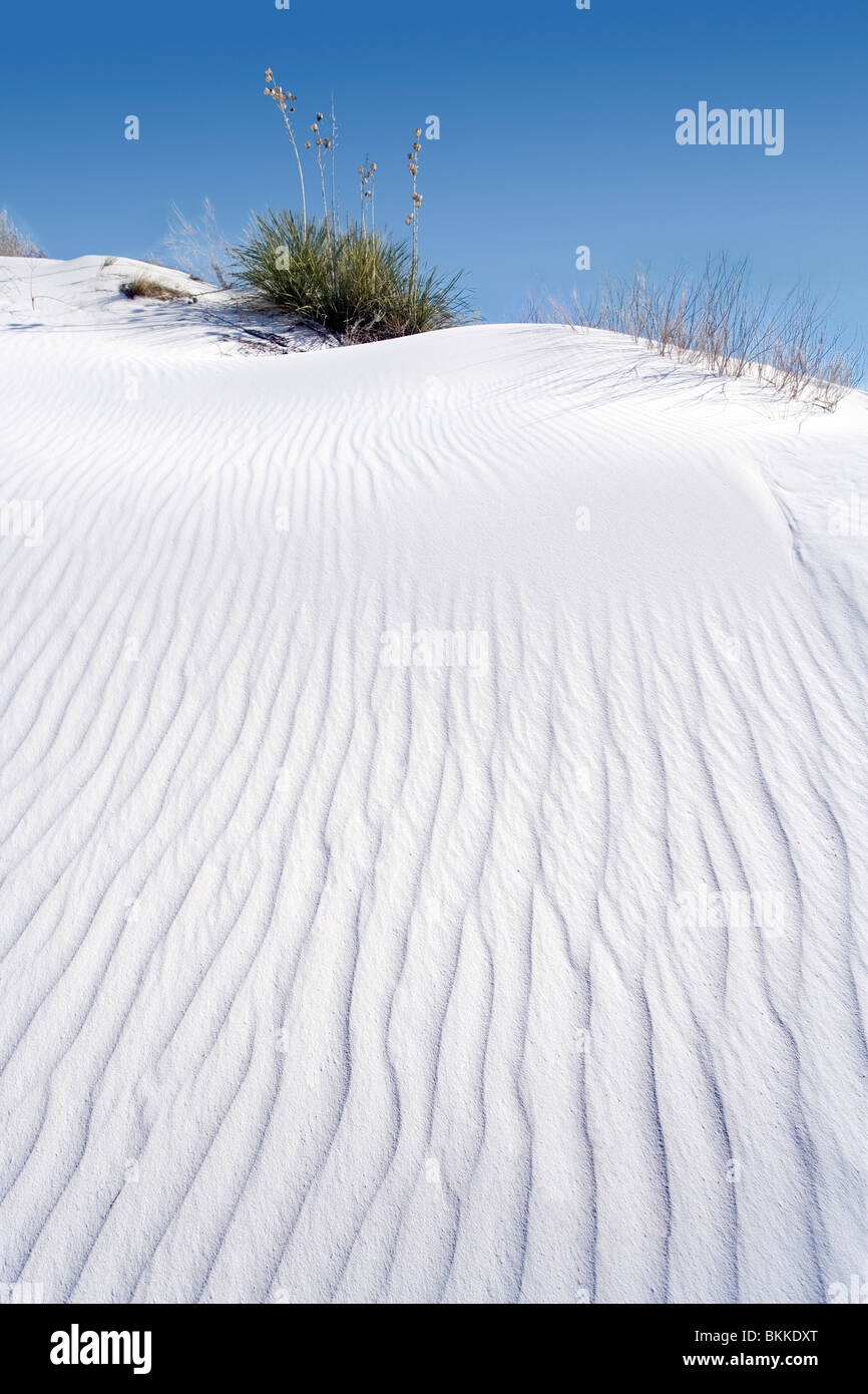 Un impianto di yucca sulla cima di un bianco dune di sabbia a White Sands National Monument, Nuovo Messico. Foto Stock