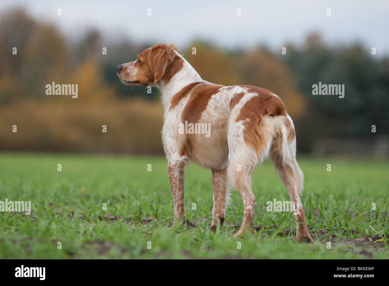 Cane Bretone Immagini E Fotos Stock Alamy