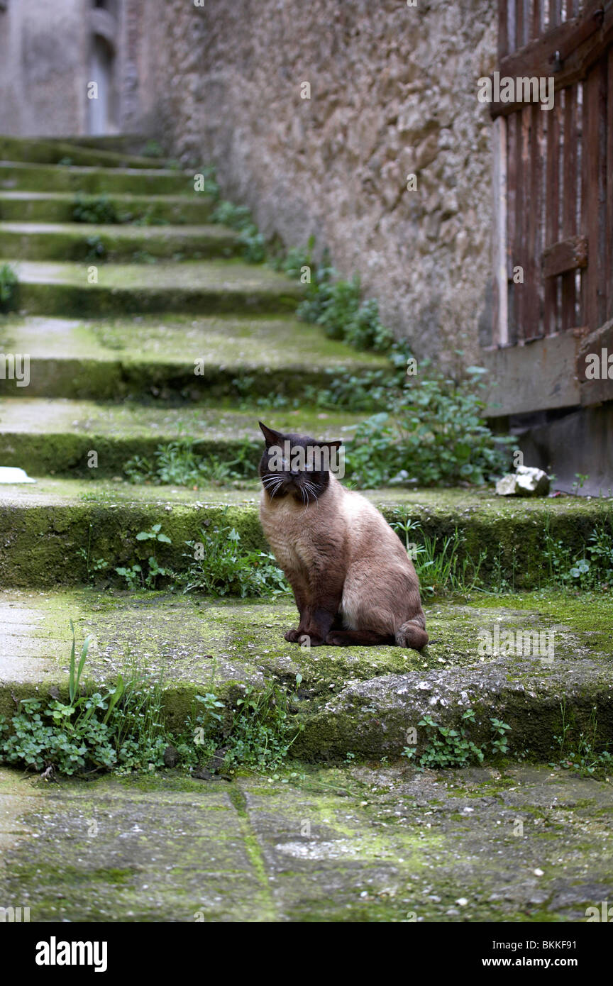 Un gatto italiano a Capestrano. Il Pet, Italia, Italia, animale domestico Foto Stock