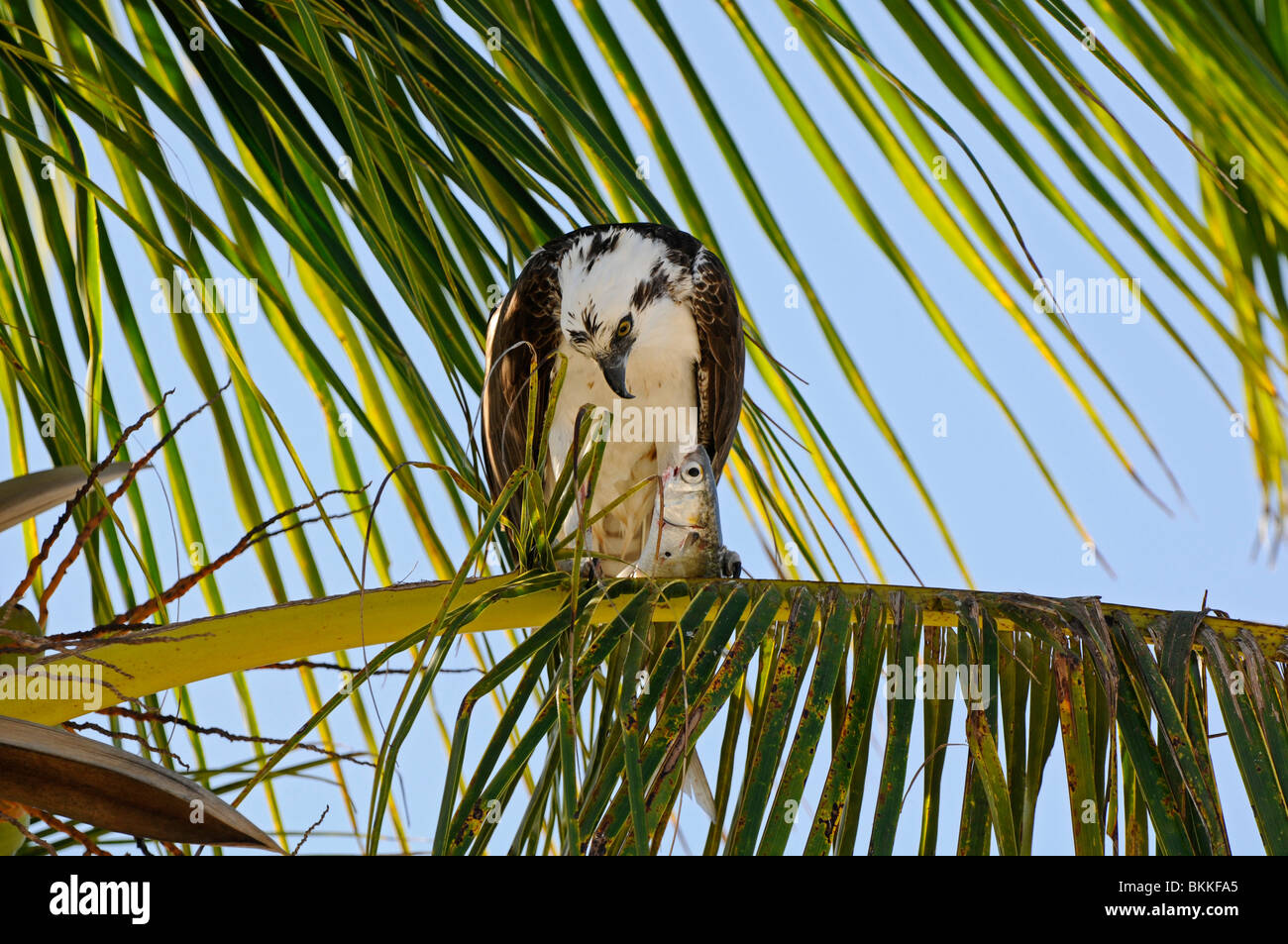 Osprey: Pandion haliaetus. Everglades, Florida, Stati Uniti d'America. L'alimentazione sui pesci Foto Stock