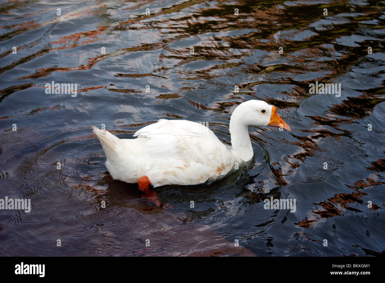 Ritratto di un anatra bianco nuoto attraverso un laghetto rilassata Foto Stock
