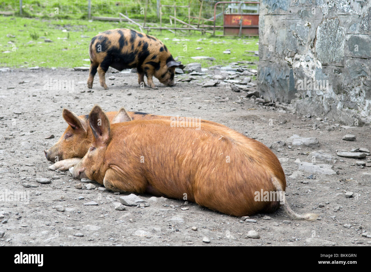 Kune Kune e cinghiali Suini trasversale a dormire con il maiale in background presi in Pertshire, Scotland, Regno Unito Foto Stock