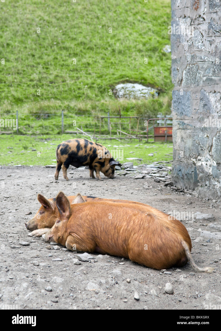 Kune Kune e cinghiali Suini trasversale a dormire con il maiale in background presi in Pertshire, Scotland, Regno Unito Foto Stock