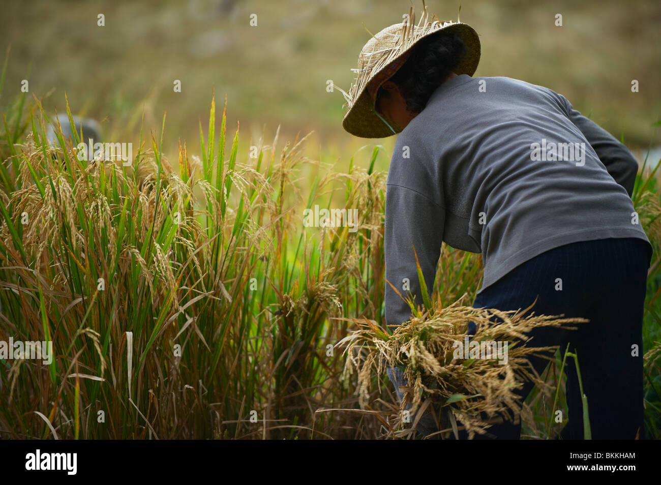 Ricer Balinese agricoltore Foto Stock