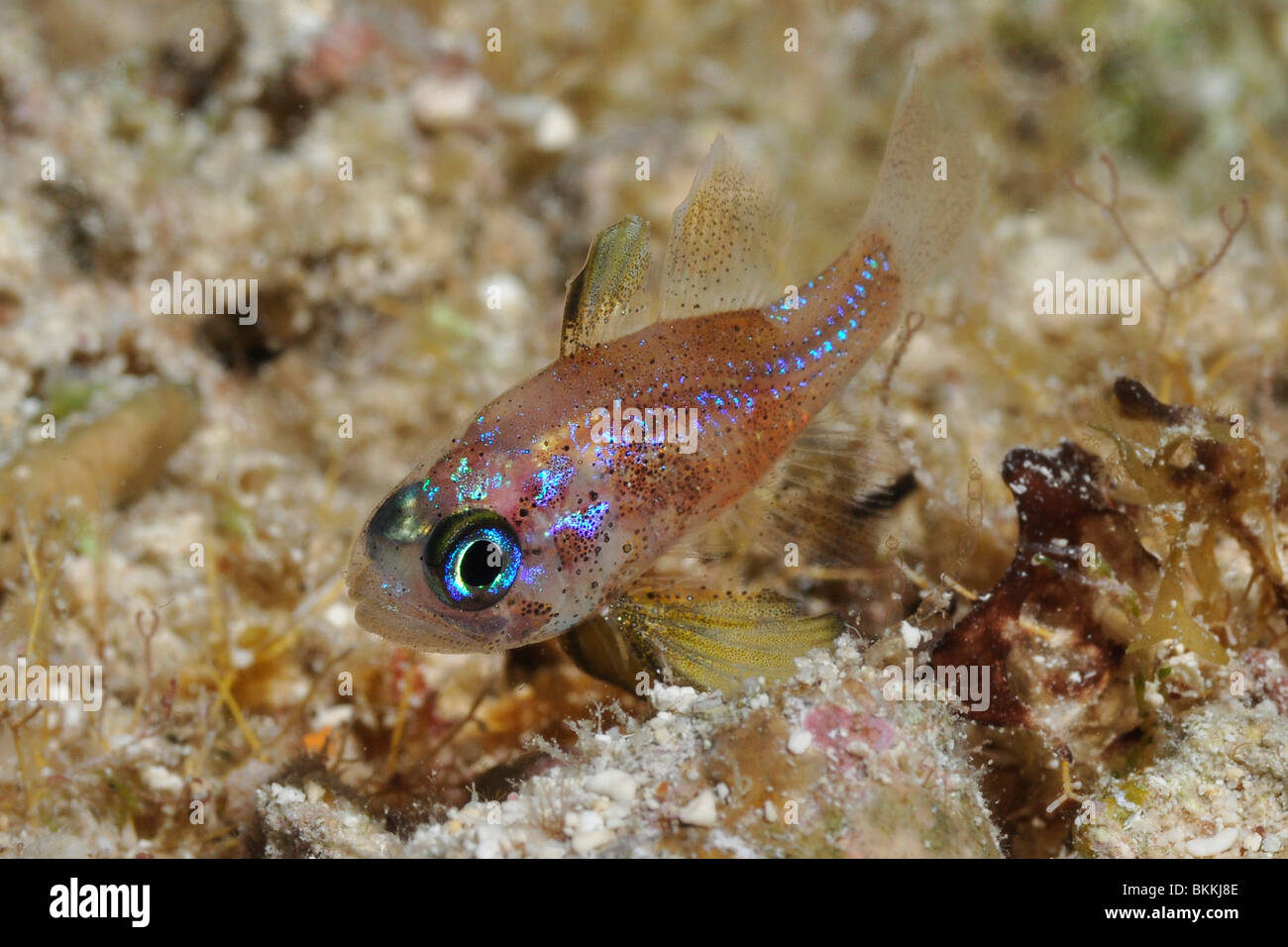 La menta piperita ghiozzo (coryphopterus lipernes) tipicamente trovati sui lati inferiori delle formazioni coralline.Cozumel, Messico Foto Stock