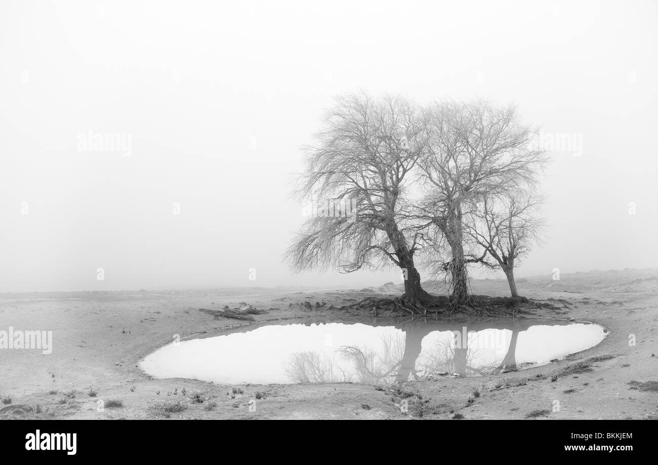 Un piccolo lago durante un inverno duro tra la nebbia Foto Stock