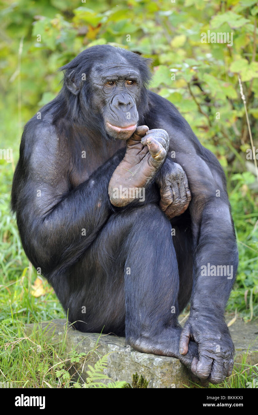 Bonobo maschio (Pan paniscus) seduta Foto Stock