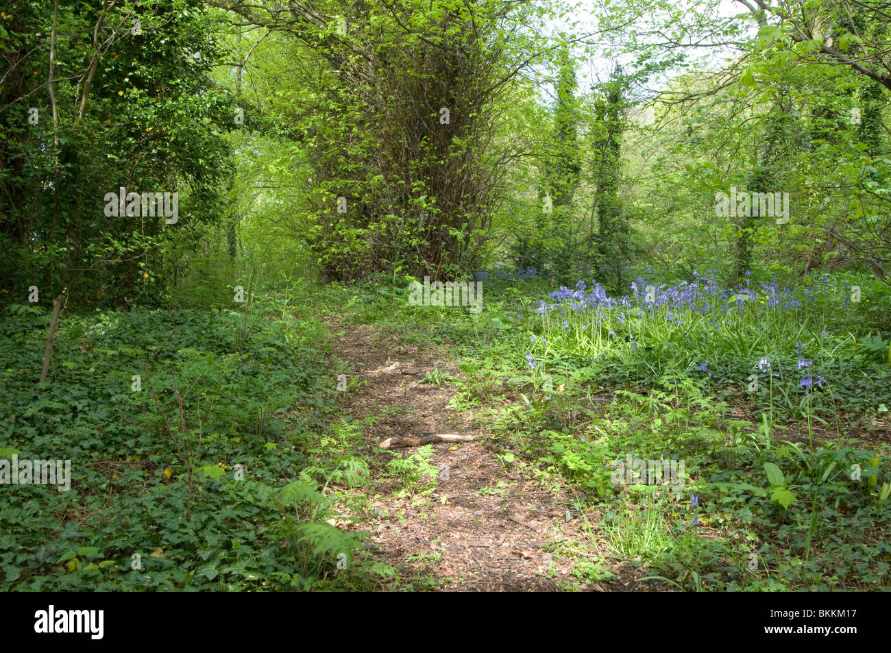 Bluebells presso la Clifton boschi Nottingham Foto Stock