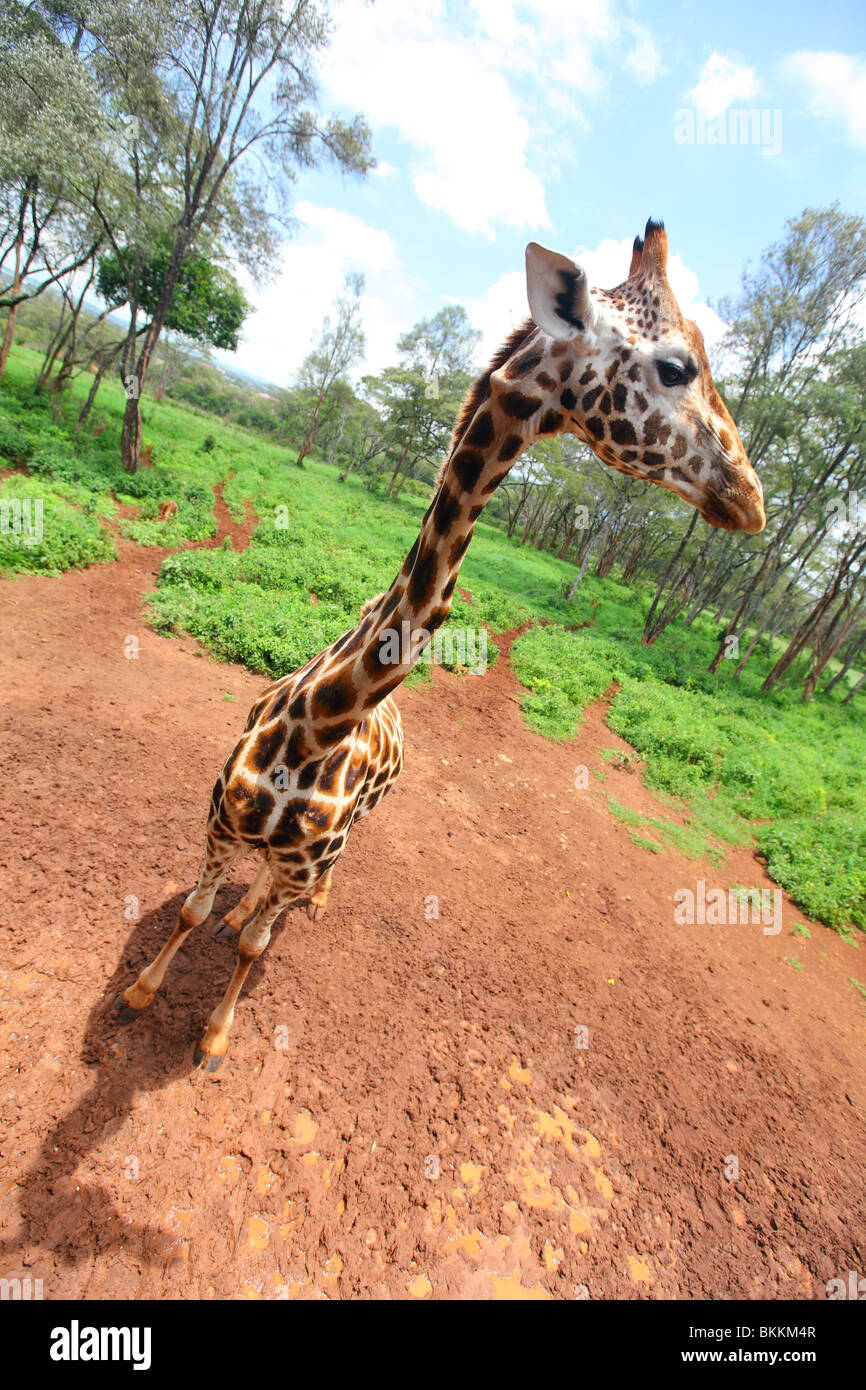 Nairobi, Kenya, Africa, alimentando una giraffa Rothschild, giraffe, vicino fino al collo Foto Stock