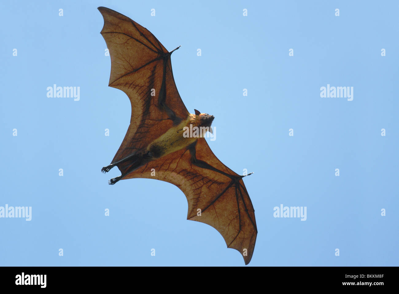 Flying Fox (Pteropus giganteus) battenti in Sri Lanka Foto Stock