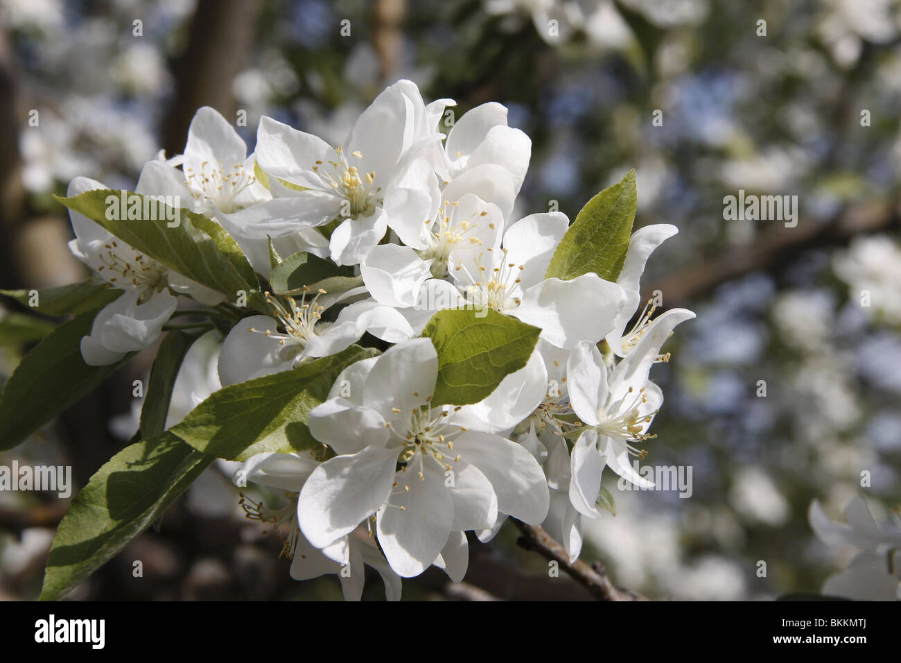 Ramo su un granchio mela albero con fiori e una morbida al di fuori della messa a fuoco lo sfondo Foto Stock