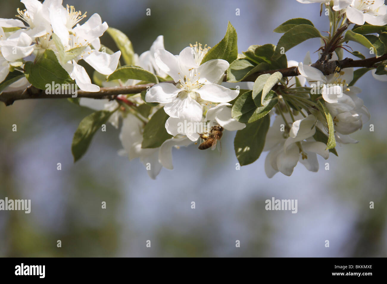 Ramo su un granchio mela albero con fiori e una morbida al di fuori della messa a fuoco lo sfondo Foto Stock
