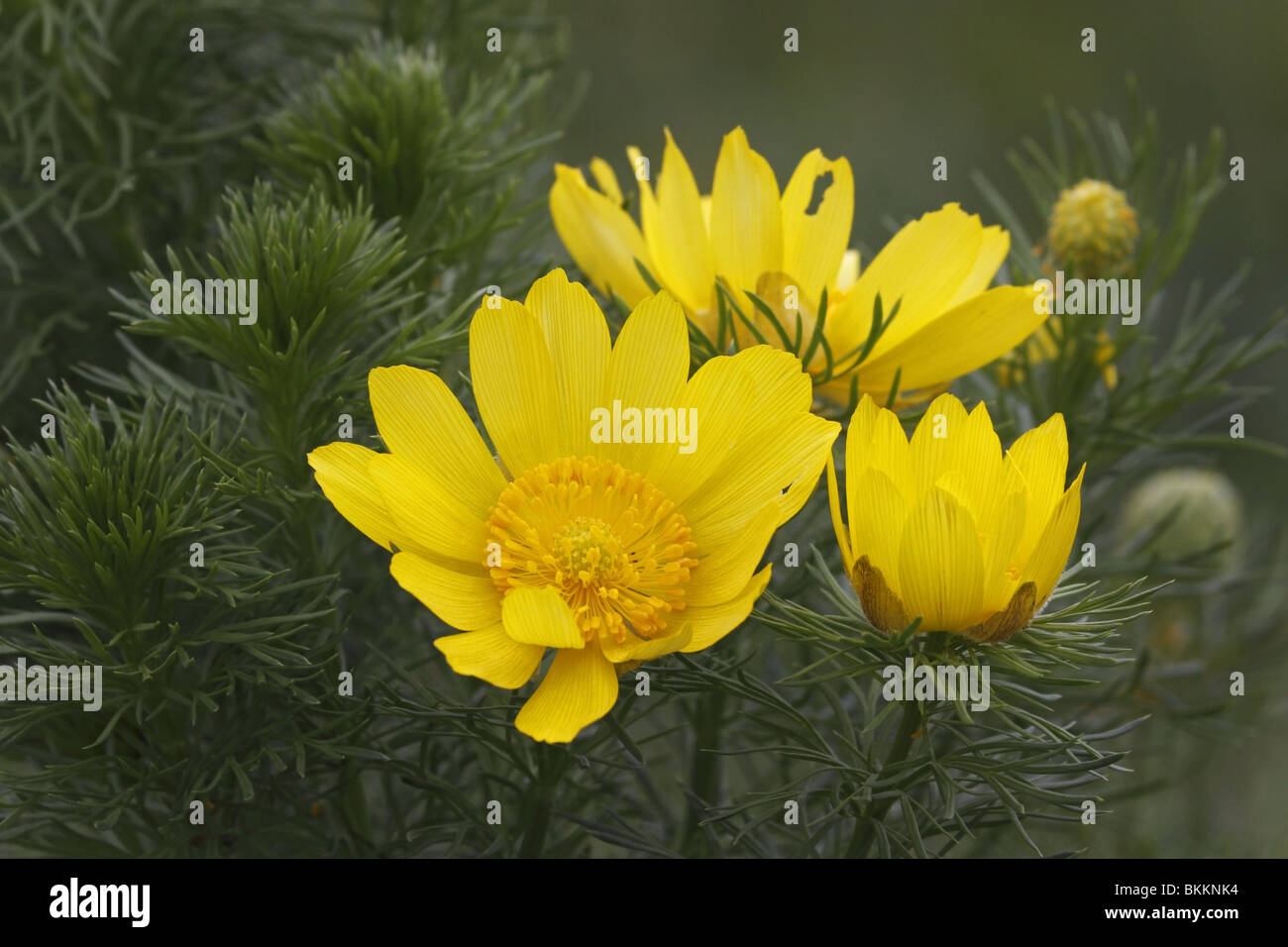 Frühlings-Adonisröschen,, Adonis vernalis, Foto Stock