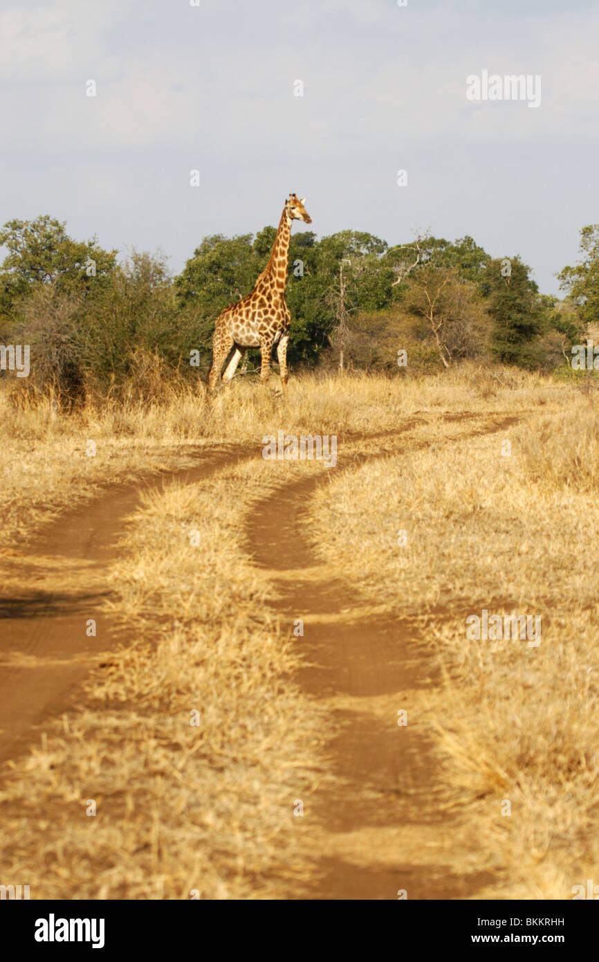 Giraffa meridionale, Kruger, sud africa Foto Stock