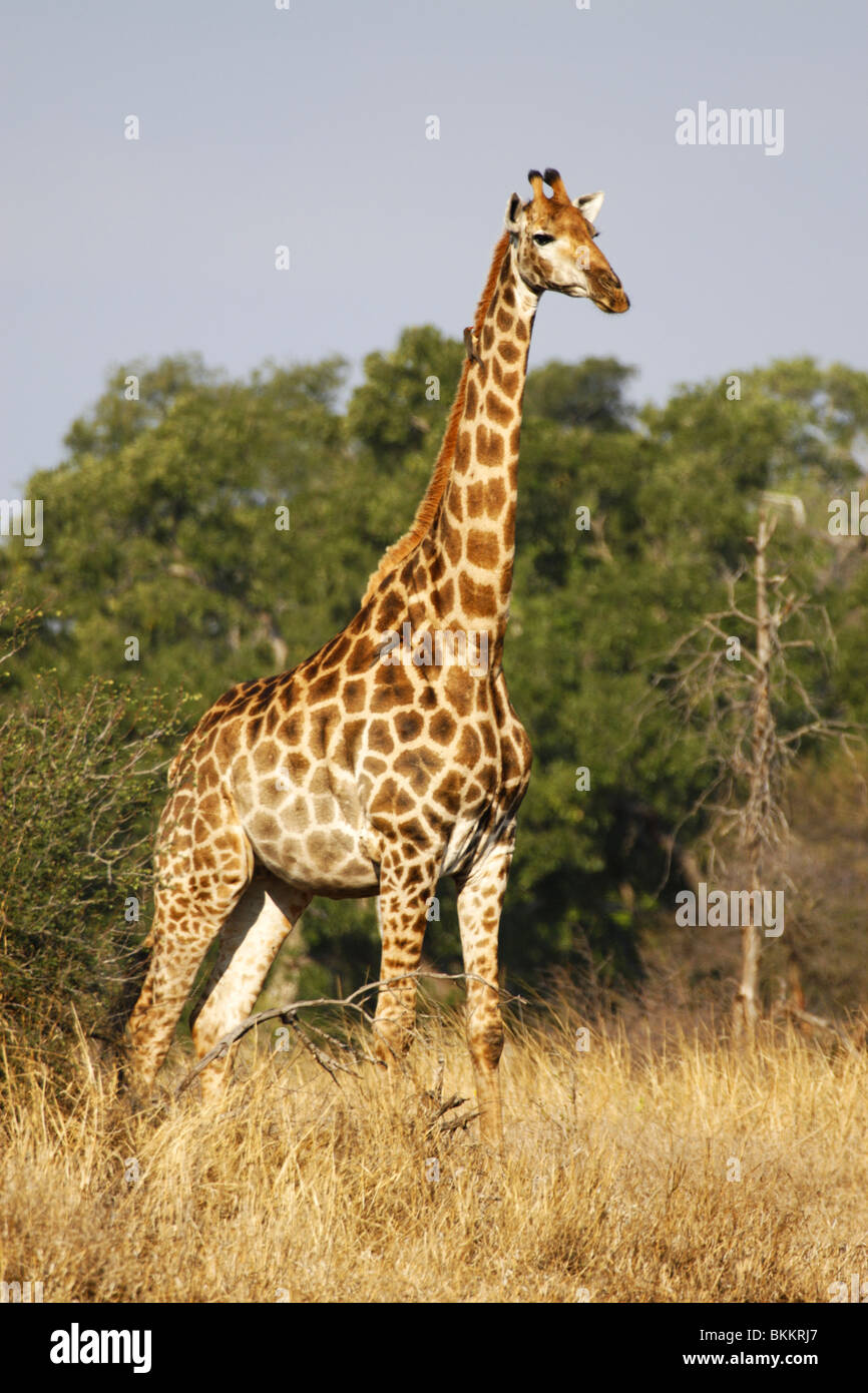 Giraffa meridionale, Kruger, sud africa Foto Stock