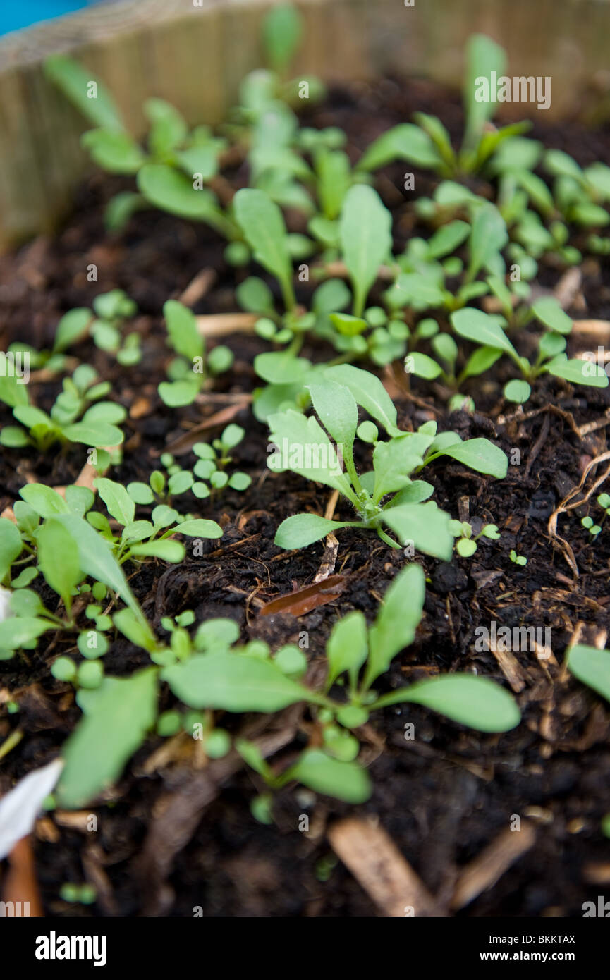Baby Rocket erba o foglie di insalata cresciute da seme in un giardino urbano, London REGNO UNITO Foto Stock
