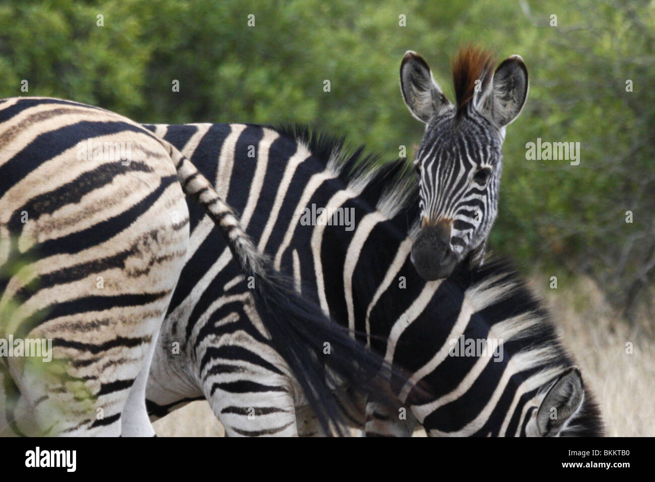 Burchells Zebra, Kruger Park, Sud Africa Foto Stock