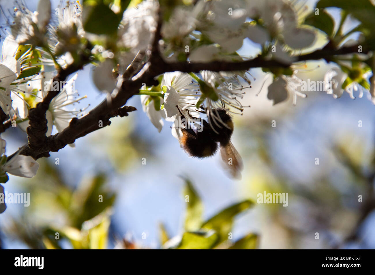 Bumble Bee visitando damson bianco fiore in primavera, UK. Foto Stock